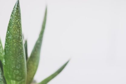 aloe vera